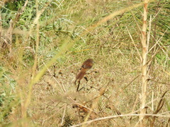 Phacellodomus striaticollis