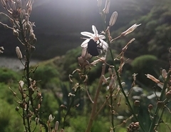 Bombus terrestris canariensis