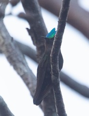 Orthorhyncus cristatus