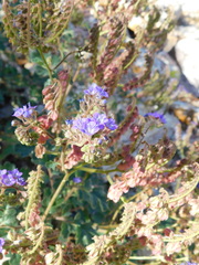Phacelia scariosa