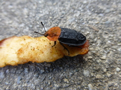 Oiceoptoma thoracicum