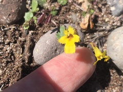 Erythranthe dentiloba