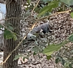 Didelphis virginiana<br>02 February, 2023