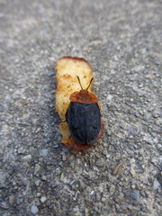 Oiceoptoma thoracicum