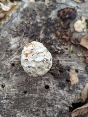 Calbovista subsculpta