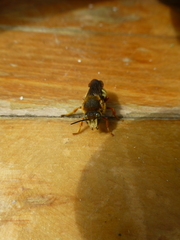 Rhodanthidium septemdentatum