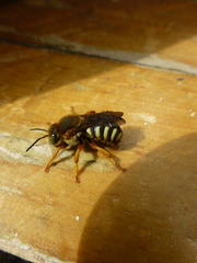 Rhodanthidium septemdentatum