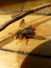 Rhodanthidium septemdentatum