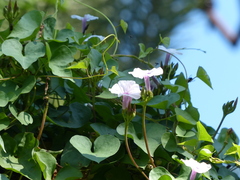Ipomoea sagittifolia