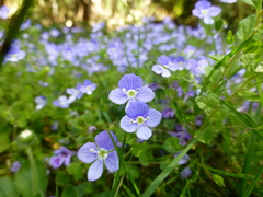 Veronica filiformis