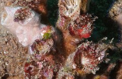 Hippocampus breviceps