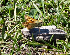 Hylephila fasciolata