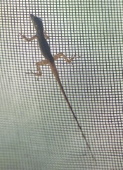 Anolis roquet