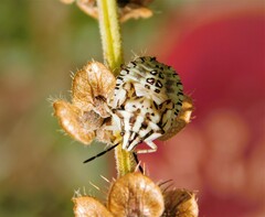Carpocoris purpureipennis
