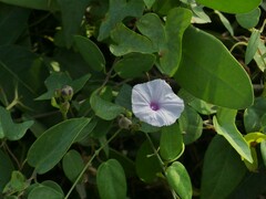 Ipomoea sagittifolia