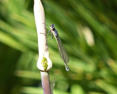 Cyanallagma interruptum