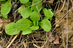 Valerianella