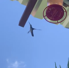 Anthracothorax prevostii