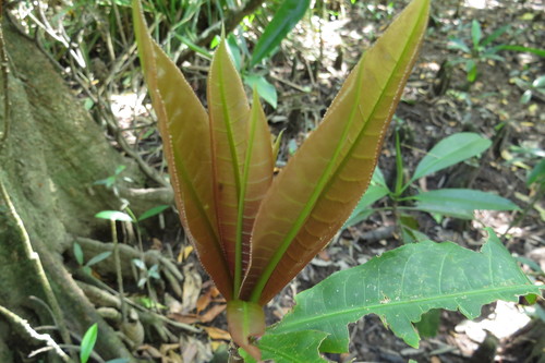Barringtonia racemosa