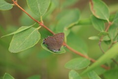 Satyrium liparops