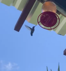 Anthracothorax prevostii