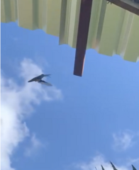 Anthracothorax prevostii