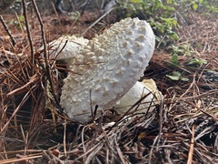 Amanita magniverrucata