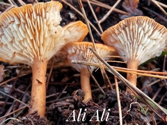 Infundibulicybe squamulosa