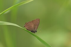Satyrium liparops