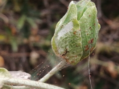 Tetranychidae