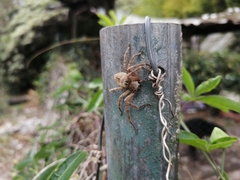 Polybetes rapidus