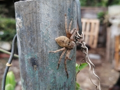 Polybetes rapidus