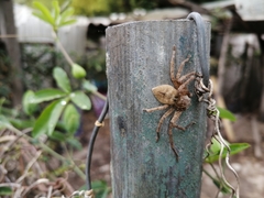 Polybetes rapidus
