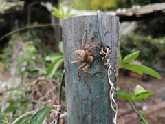 Polybetes rapidus