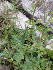 Nicotiana plumbaginifolia