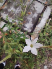 Nicotiana plumbaginifolia
