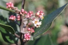 Rhus integrifolia × ovata