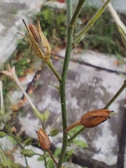 Nicotiana plumbaginifolia