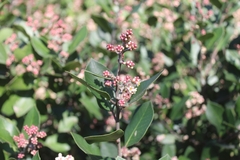 Rhus integrifolia × ovata
