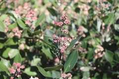 Rhus integrifolia × ovata
