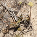 Crassula ciliata - Photo (c) Tony Rebelo, algunos derechos reservados (CC BY-SA), subido por Tony Rebelo
