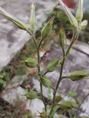 Nicotiana plumbaginifolia