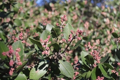 Rhus integrifolia × ovata