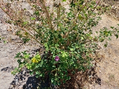 Malva sylvestris