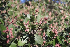 Rhus integrifolia × ovata