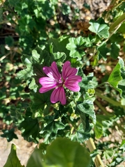 Malva sylvestris