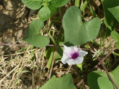 Ipomoea sagittifolia