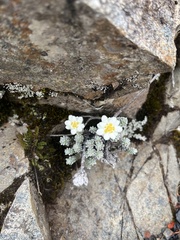 Leucogenes grandiceps