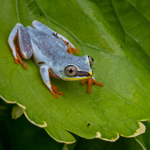 Blue-back Reed Frog, Heterixalus madagascariensis