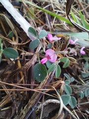Desmodium scorpiurus